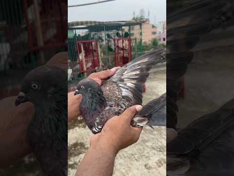 চিলা কবুতর চেনার উপায় || #chila #pigeon #kabutar #shorts