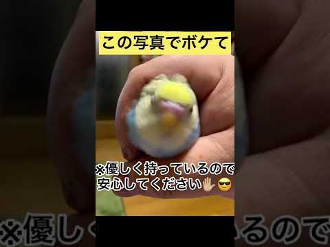 この写真でボケて（コメ欄で1番いいね多い人優勝🏆）#shorts #セキセイインコ #ボケて