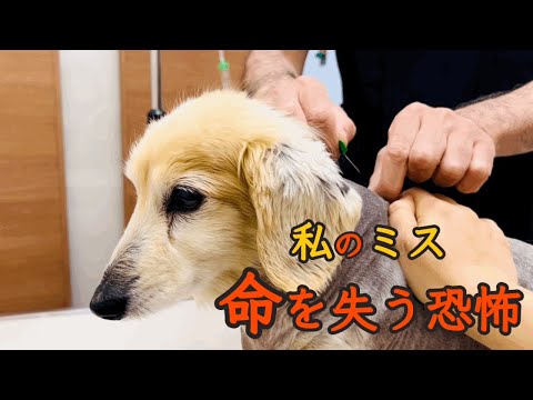 私の判断で愛犬を苦しめ、失う所でした／今回もショートバージョン『ミニ』です