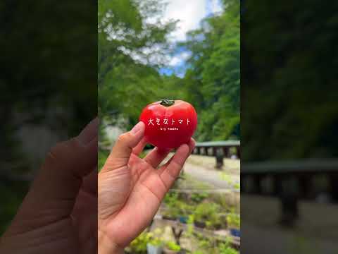 【岐阜・観光】この夏に行きたい！！水に冷やされたトマトやキュウリが楽しめる涼スポット！