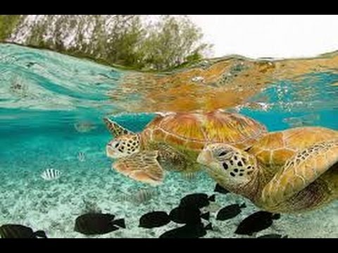 Sea Turtles Documentary HD - Giant Tortoises, Turtles, Animals & Nature Earth