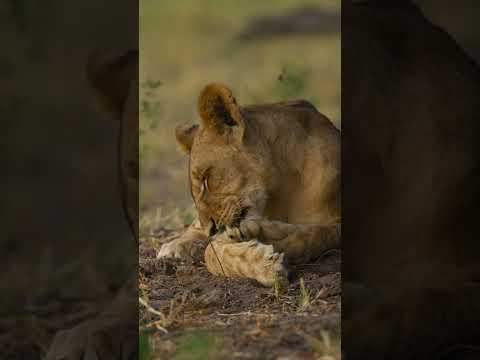 Lion cub has thorn in paw. Chobe National Park #lion #babyanimals #cute