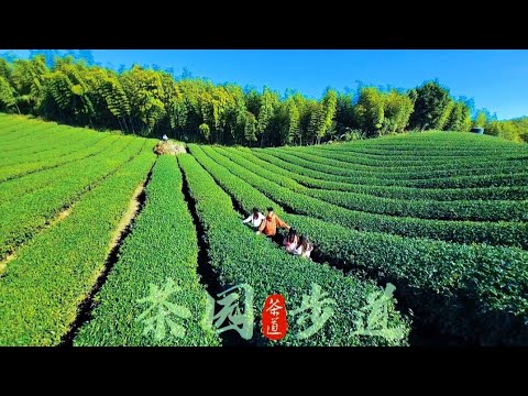 《 深山林內 | 第三章》採茶新體驗 。綠色竹林 ‐ 深山行