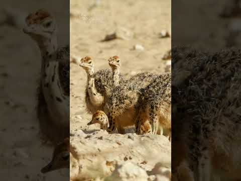 Ostrich chicks #cute #babyanimals #babybird #ostrich #chick #kalahari #safari #kgalagadi #wildlife