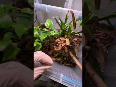 poo patrol - bioactive enclosure cleaning for Solomon island ground boa