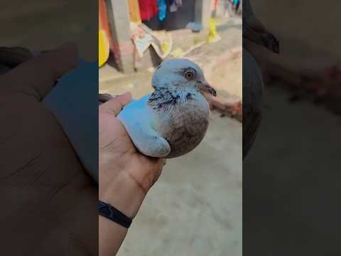 Jiriya Madras kabutar✔🕊️✅🕊️ #pigeon#shorts #shortvideo #youtube#trending #trendingshorts