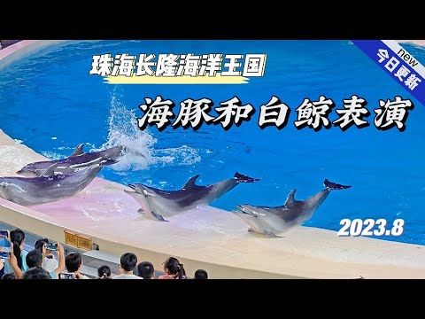 4k珠海长隆海洋王国之一（海豚和白鲸表演）