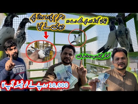 Jadi Bhai Ku 10,000 Ka Kabootar De Ka Nahi || Khokhar Pigeons Club