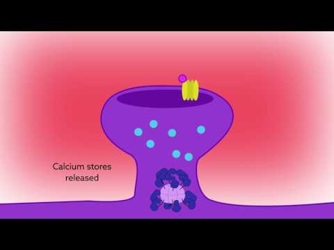 Reading calcium to write memories: the importance of CaMKII autophosphorylation