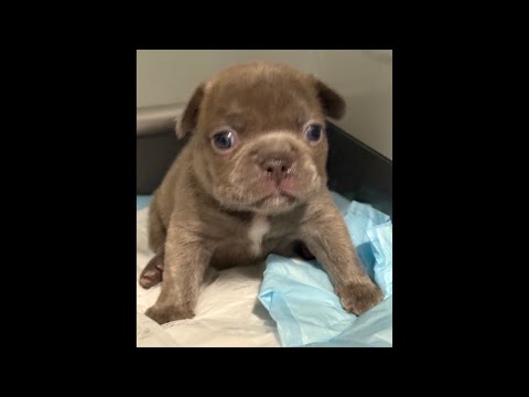 23 Day Old French Bulldog Rescue Litter! Dinner time! #puppy #frenchie #rescue #rescuedog