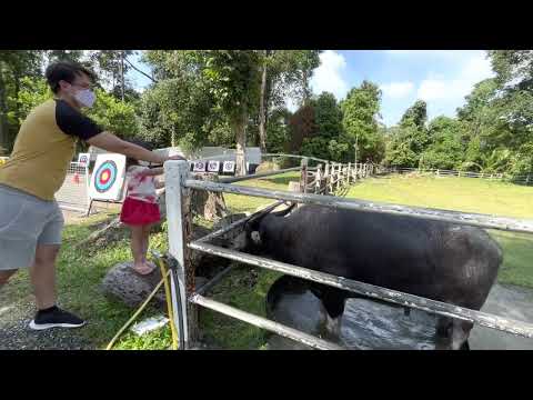 Shah Alam mini zoo + bangsar 素食点心