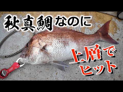 【真鯛】えっ？フォール中にヒット連発？魚探は底に反応ダヨ