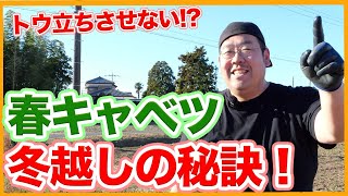 家庭菜園や農園の春キャベツ栽培でトウ立ちを防ぐ冬越しの秘訣！マルチ張り方や防寒対策と春キャベツの育て方！【農家直伝】