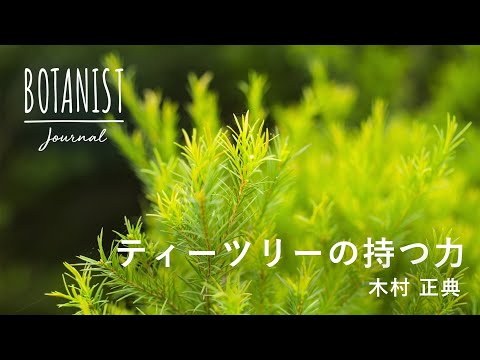 【BOTANIST JOURNAL】ティーツリーの持つ力 - 日本メディカルハーブ協会　木村正典