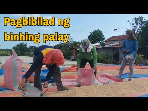 Habang naghihintay maani ang palay , extra munang magbibilad ng binhing palay.