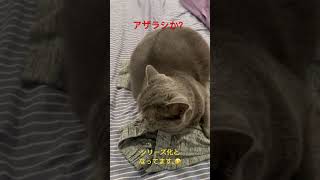 大きくなって、他の動物に見えるイブ姉さんの背中、🤣