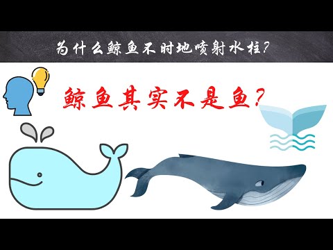 【十万个为什么】为什么鲸不时地喷射水柱？｜#短视频 #小知识 #能量灯 #为什么