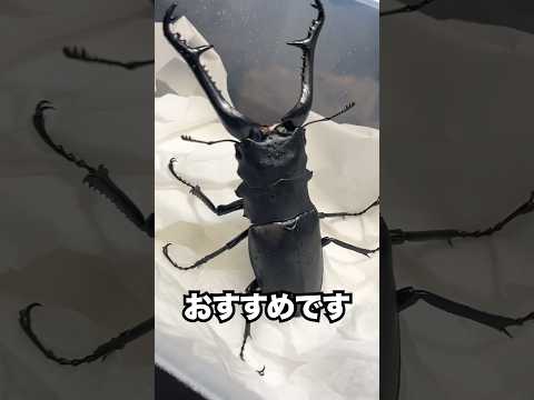 おじいちゃんが突然クワガタを持ってきた #クワガタ #飼育