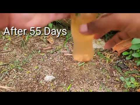 Grow Roots Mango Cutting in bottle of water