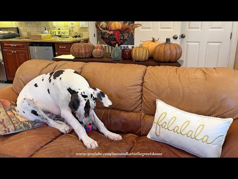 Funny Playful Harlequin Great Dane Puppy Tries Burying His Ball In The Sofa