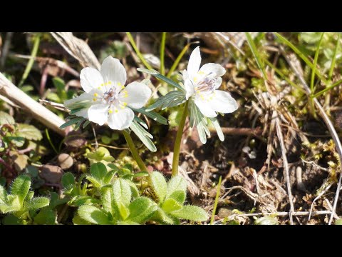 丹波から春の便り・セツブンソウの自生地江古花園