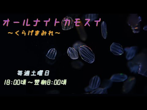 オールナイトカモスイ　～くらげまみれ～ #183　カンパナウリクラゲ