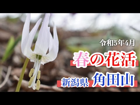 【山野草】4月　花の百名山新潟県角田山の花々　白カタクリを探して