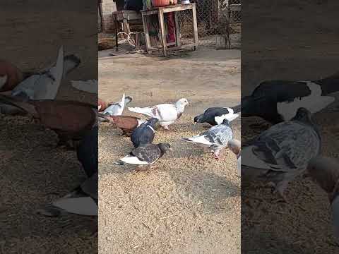 #pigeon #manytypesofpigeons #bird #pigeonbreeds #birds #colourfulpigeons #birdspecies #animals