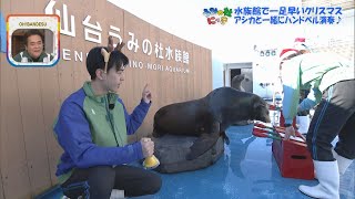 【うみの杜にっき】《水族館で一足早いクリスマス》生きものたちと楽しいひととき!! 岡崎特命飼育員 アシカと一緒にハンドベル演奏♪【バンデス】