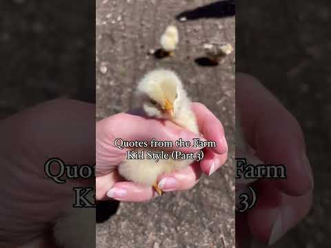 That kid farm life though. #chicken #homestead #chicks #farmstead #homesteadlife