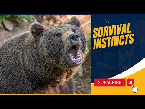 WHAT TO DO WHEN A BEAR ATTACK