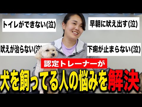 【お悩み解決】吠えが治らない！トイレが出来ない！犬のしつけに悩んでいる方に認定トレーナーが答えます！