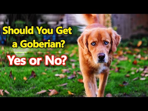 Is the Goberian Dog Right for You?