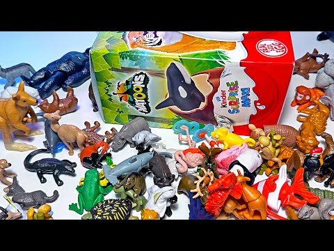 New Kinder Sea Animals & Wild Animals - Orca, Dolphin, Whale, Seal, Hammerhead Shark, Kangaroo, Lion