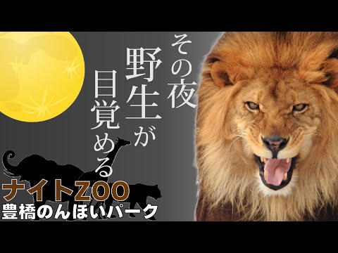 今年の夏も開催‼︎のんほいパークのナイトZOOが凄すぎる‼︎ お祭りだーー‼︎ドキドキ×ワクワク最大級