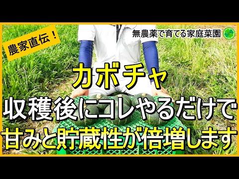 【カボチャ栽培】収穫後にやった方が良いこととやらない方が良いこと【キュアリング処理】【有機農家直伝！無農薬で育てる家庭菜園】　24/7/25