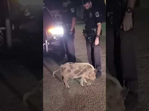 COPS MEET ONE OF THEIR OWN #funny #animals #police