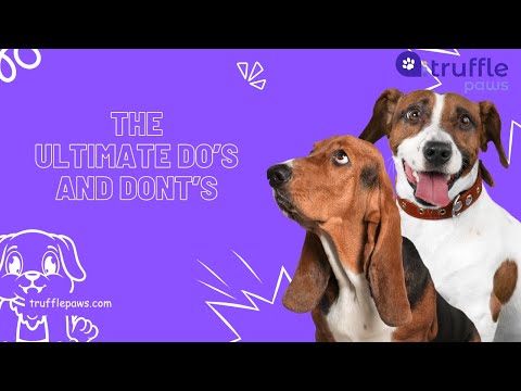 Vet-Approved Dog Treats: The Ultimate Dos and Don’ts!