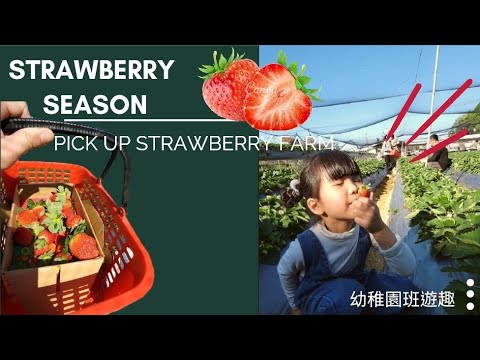 幼兒園班遊（中篇）－ 初採草莓趣 | 后里草莓園🍓