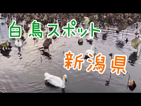 新潟の白鳥巡り1  今回は失敗しました寝坊　（  近日公開　次回2時間早く出て観察しました）　登録よろしくお願い申し上げます。【新潟県】【２０２４年１１月】【白鳥めぐり】