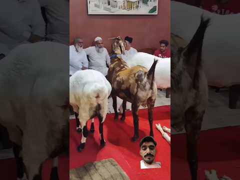 #love #goat #animals #cow #bull #ertugrul #song #music #kurulusosman #shots