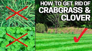 How to Get Rid of Crabgrass & Clover in the Lawn - Weed Control Like a Pro