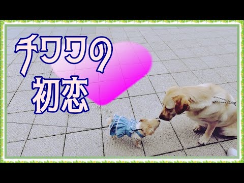 🐶チワワの初恋💖Chihuahua's first love🌟