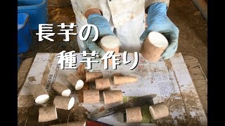 【長芋】種芋作り