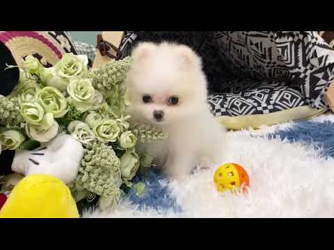 White Pomeranian - Stacy