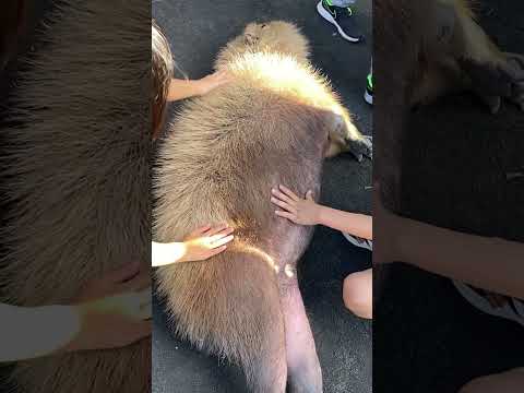 カキフライ？手羽先？(等々力緑地) #shorts #capybara