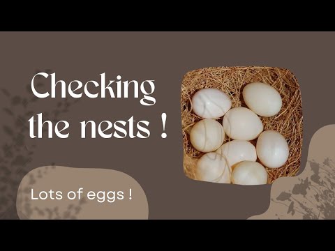 #5 Breeding season 22/23 - Let's check the nests!