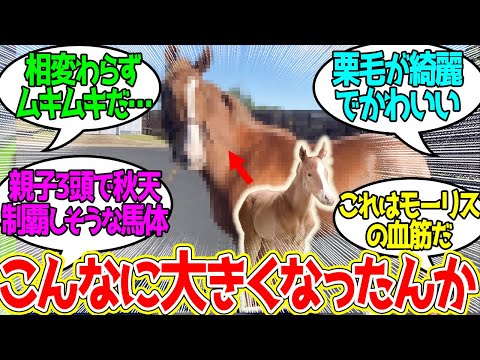 モーモンドアイ、順調に成長中に対するみんなの反応！【競馬の反応集】