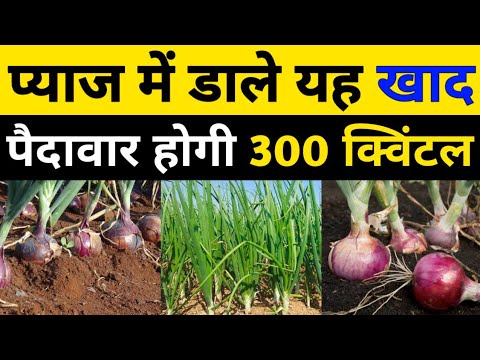 प्याज में डालें यह खाद पैदावार होगी 300 क्विंटल।pyaj me konsa khad dalen।pyaj ki kheti।onion farming