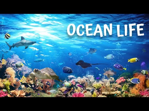 Ocean Life. Documentary: Unveiling the Mysteries Beneath the Waves